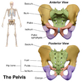 Pelvic girdle pain