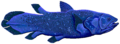 Coelacanth