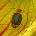 Lebia grandis