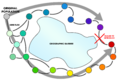 Ring species (gene flow around a barrier)