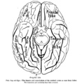 Terminal nerve depiction from Sobo 1909