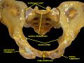 Pubic symphysis