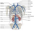Diagram showing the thoracic and abdominal veins
