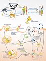 Filoviridae replication cycle