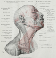 Platysma muscle in anatomical context