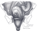 Taenia coli illustration from Gray's Anatomy