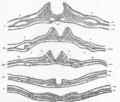 Neural plate