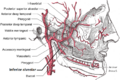 Inferior alveolar artery