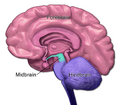 Brain Anatomy - Midbrain, Forebrain, Hindbrain
