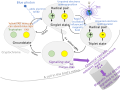 Quantum Magnetoreception in Birds
