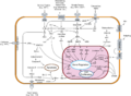 Signal Transduction