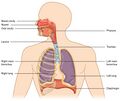 Major respiratory organs