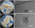 Aspergillus tubingensis FJBJ11