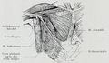 Anatomical illustration from Braus 1921