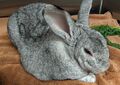 20190828 Myxomatosis MSW strain