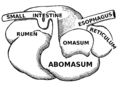 Omasum
