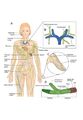 Lymphatic system