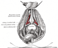 Deep artery of the penis