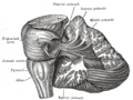 Cerebellopontine angle