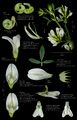 Medicago species