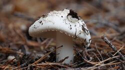 White mushroom