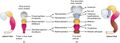 1302 Brain Vesicle DevN