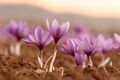 Saffron farm