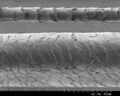 Human hair and Merino wool fibre