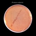 Proteus on MacConkey agar