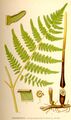 Pteridium aquilinum