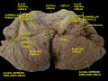 Central lobule