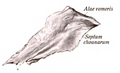 Vomer bone, superior view
