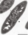 Atribacterota