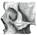 Zygomatic_process