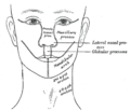 Intermaxillary_segment