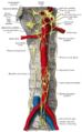 Celiac ganglia