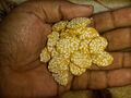 Gur Rewari, a kind of Gajak from Lucknow, a traditional Indian snack made with jaggery and crunchy sesame seeds in the form of crispy bars