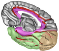 Medial view of the occipital lobe