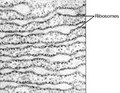 Endoplasmic reticulum