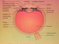 Cyanopsia