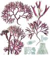 Chondrus crispus - Köhler’s Medizinal-Pflanzen