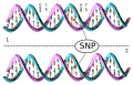 Single-nucleotide polymorphism