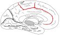 Cingulate sulcus diagram