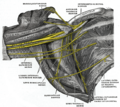 Gray's Anatomy Plate 809