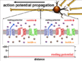 Action Potential Propagation Animation