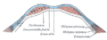 Transversalis fascia