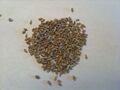 Anise seeds