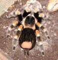 Brachypelma smithi urticating hairs