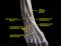 Extensor hallucis longus muscle