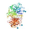 Inulinase structure 1y9g